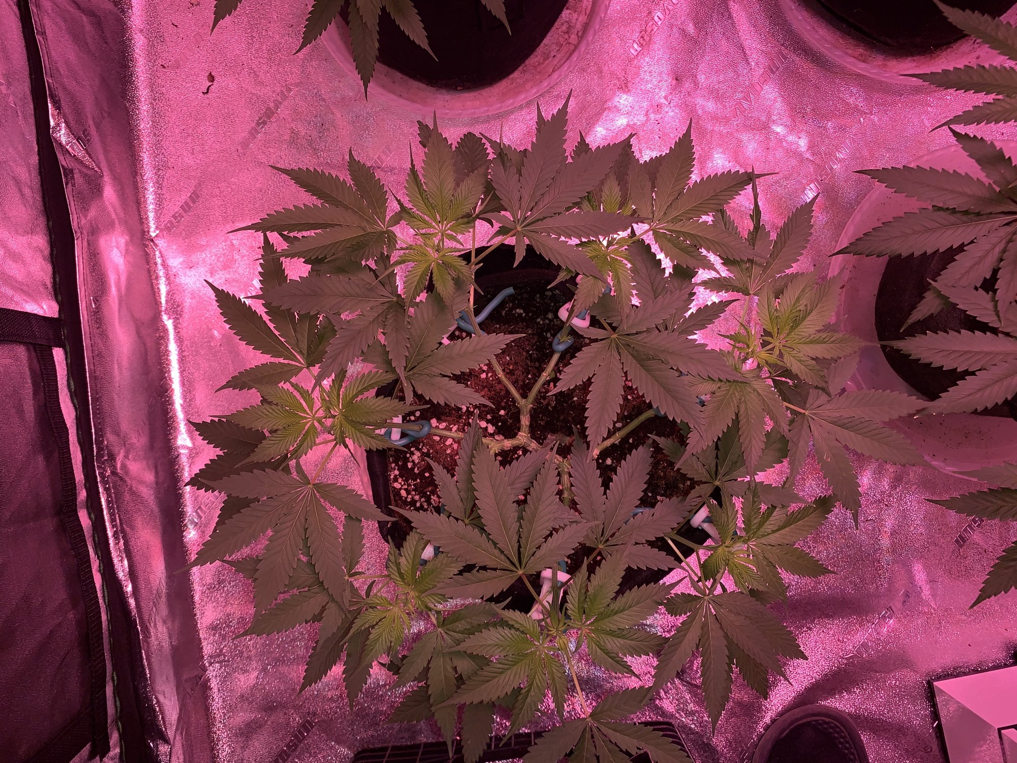 First time grower finally flipping my plants into flower and starting the 1212 cycle 7