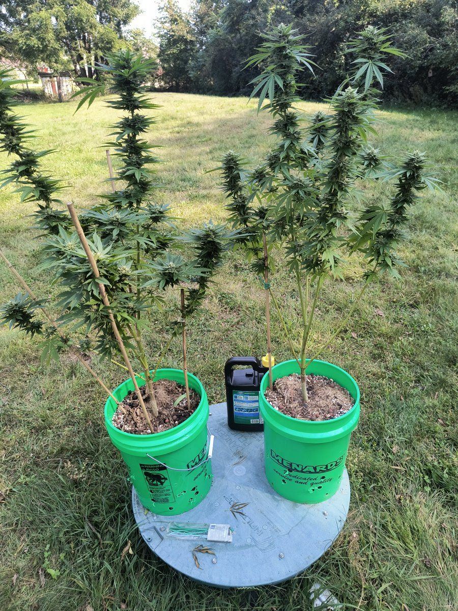First time grower from mn 3