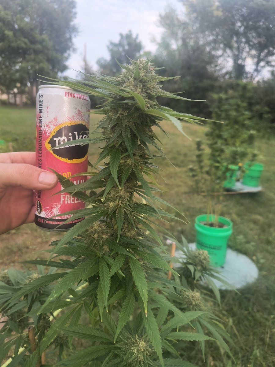 First time grower from mn 4