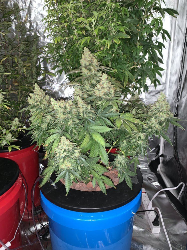 First time grower getting ready for first harvest   when do i harvest