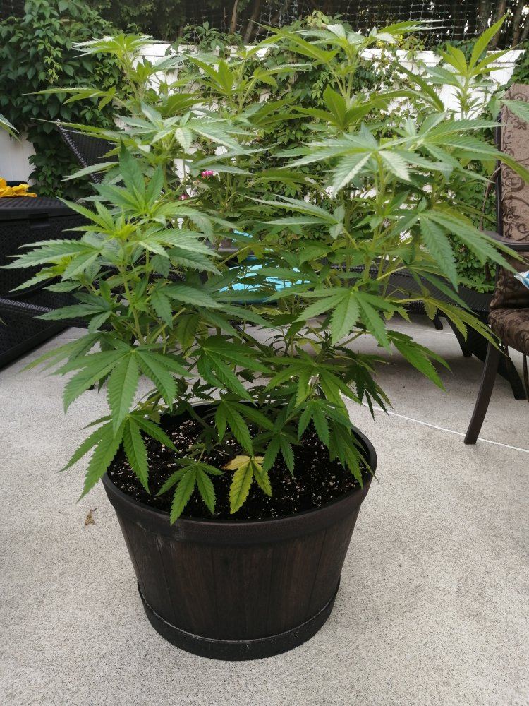 First time grower having problems 5