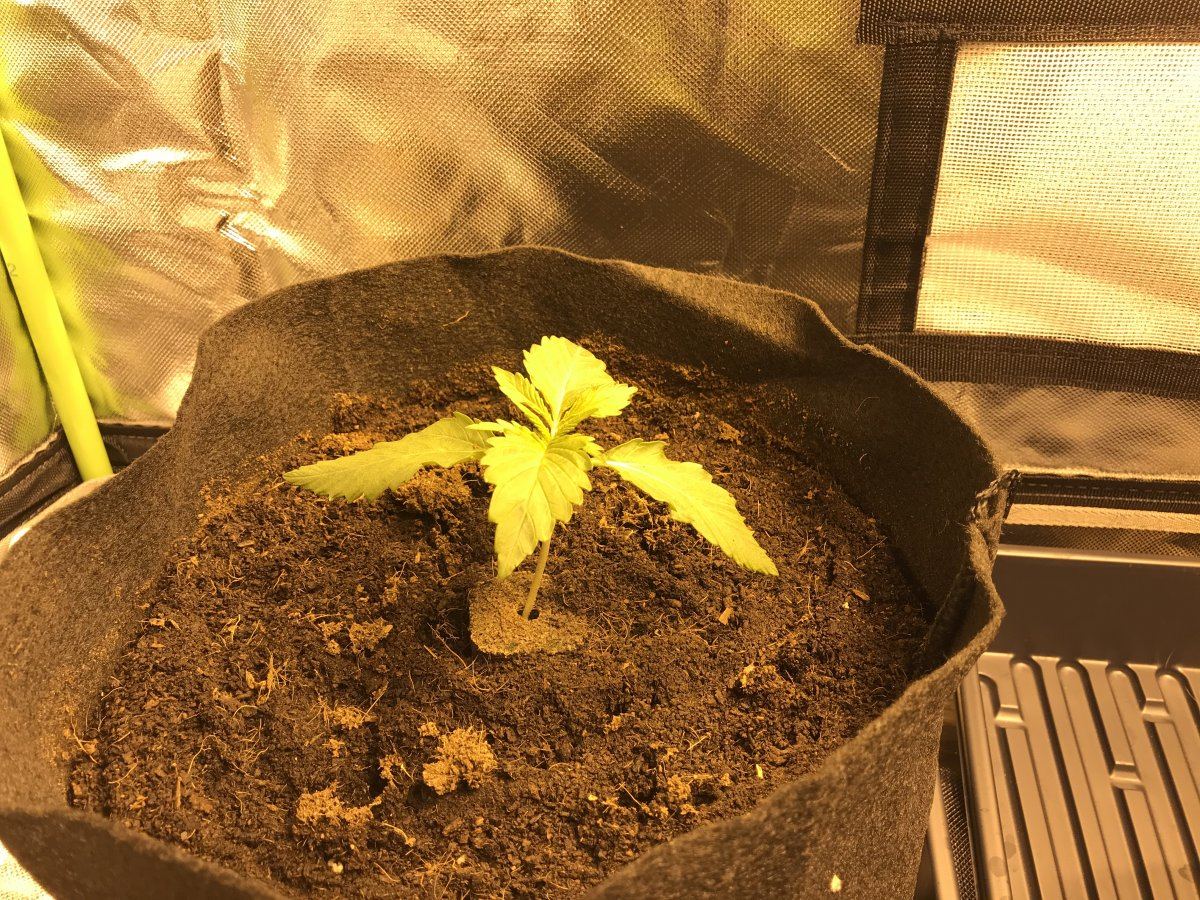 First time grower   help 2