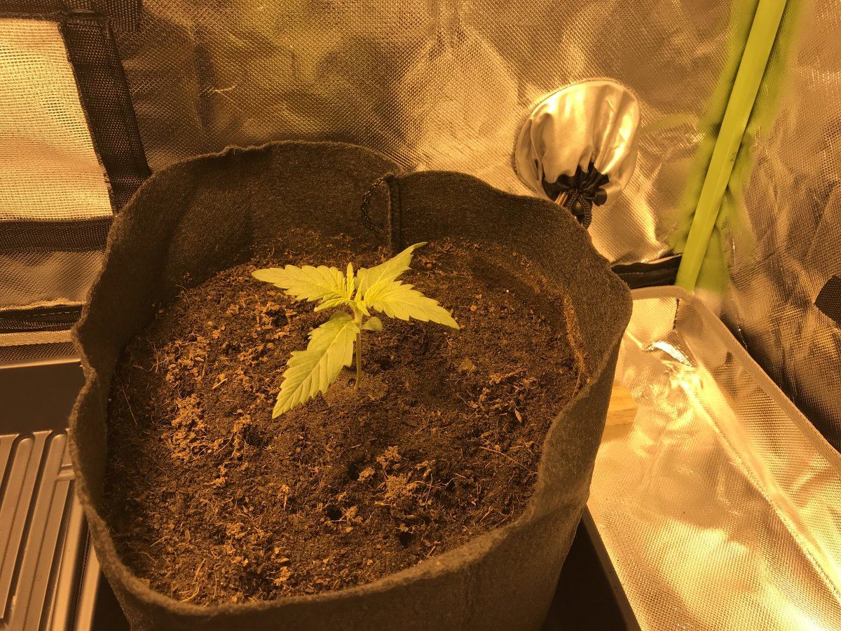 First time grower   help 3