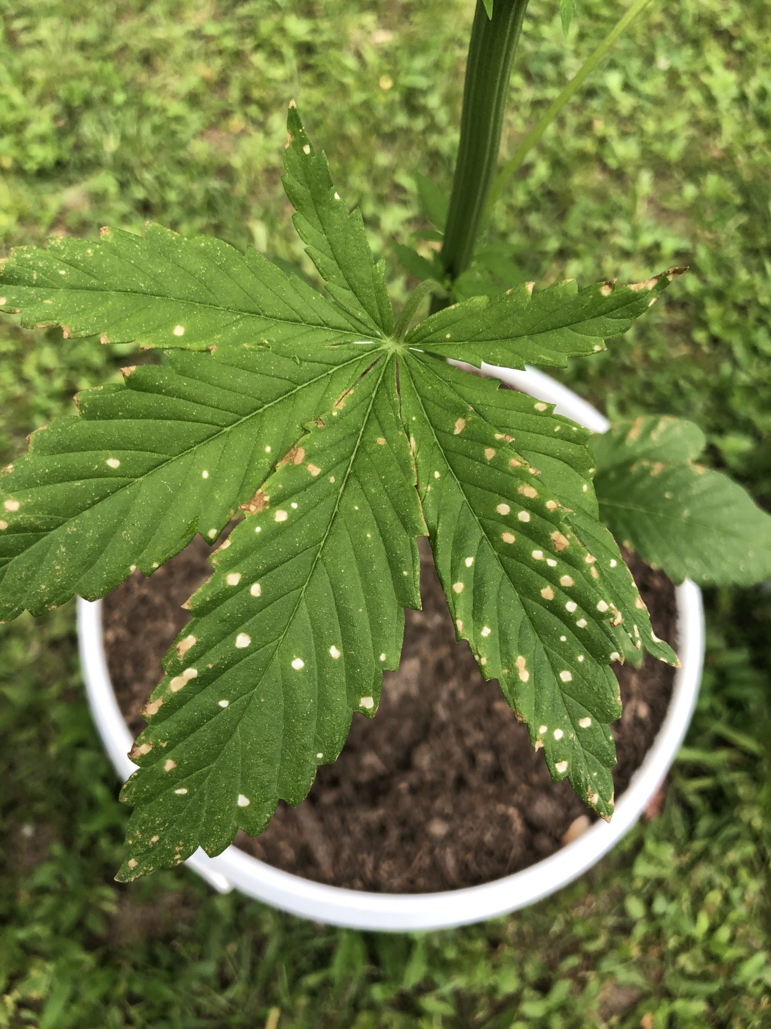 First time grower  help diagnosing please 12