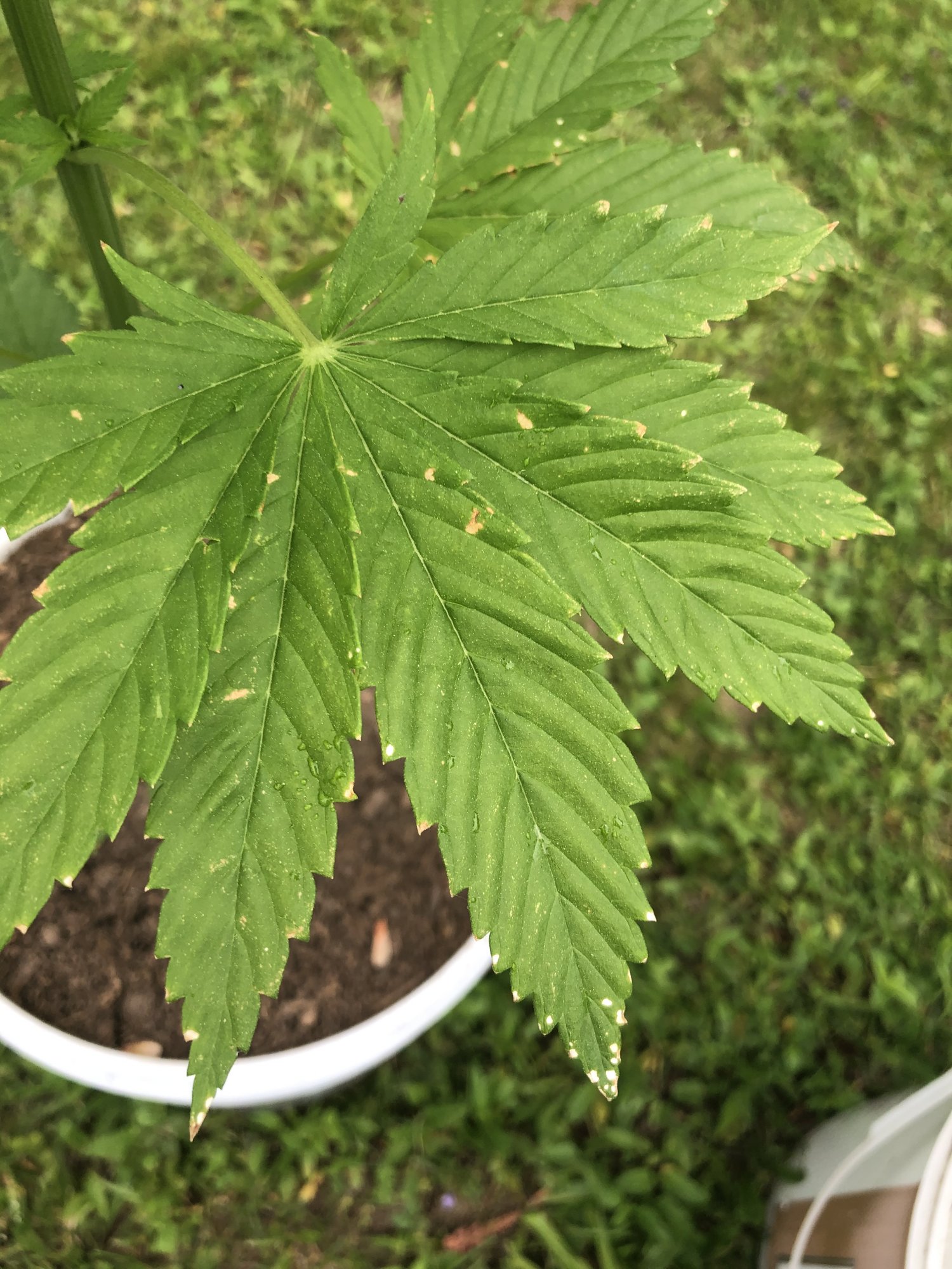First time grower  help diagnosing please 13