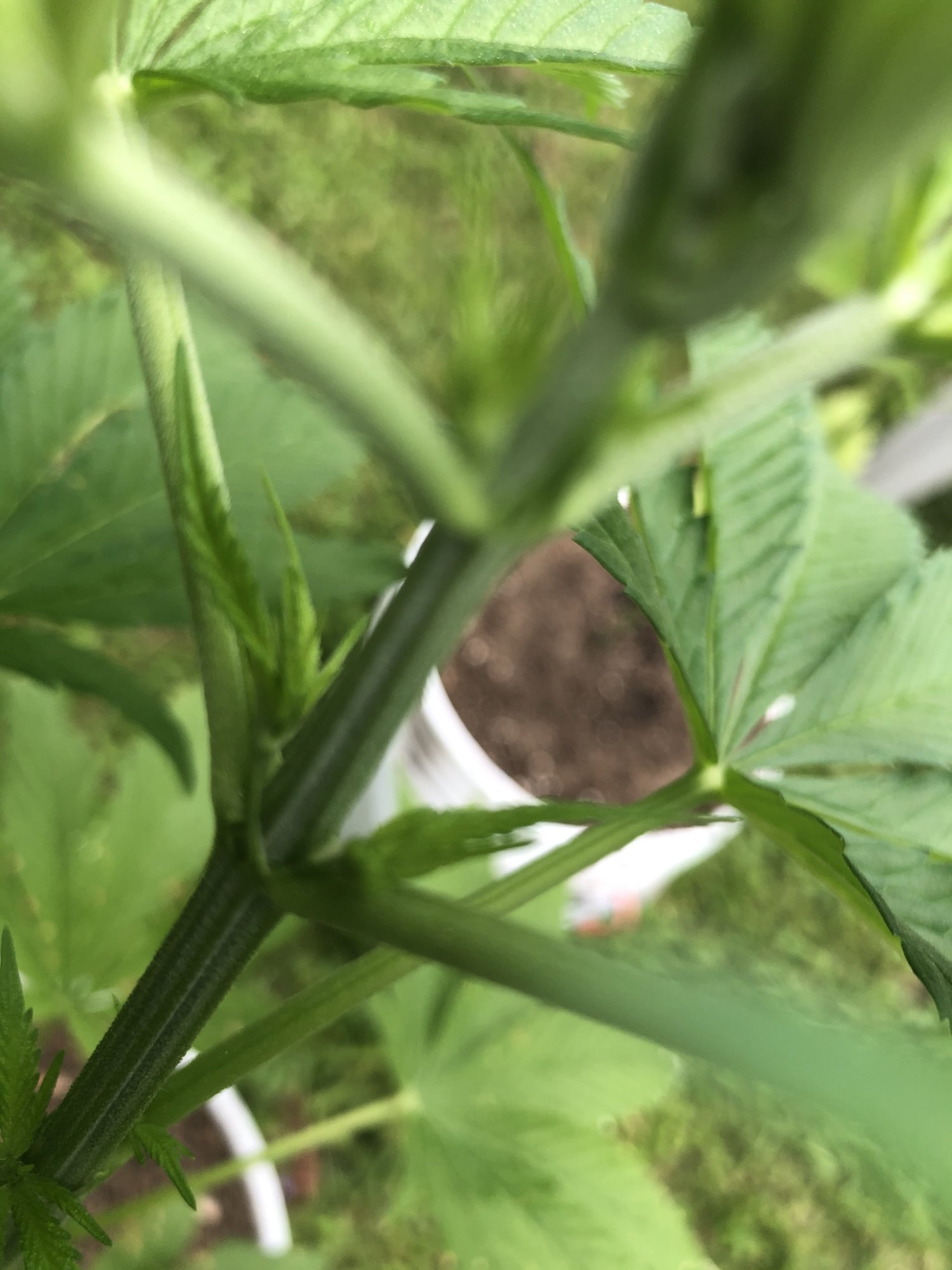 First time grower  help diagnosing please 15