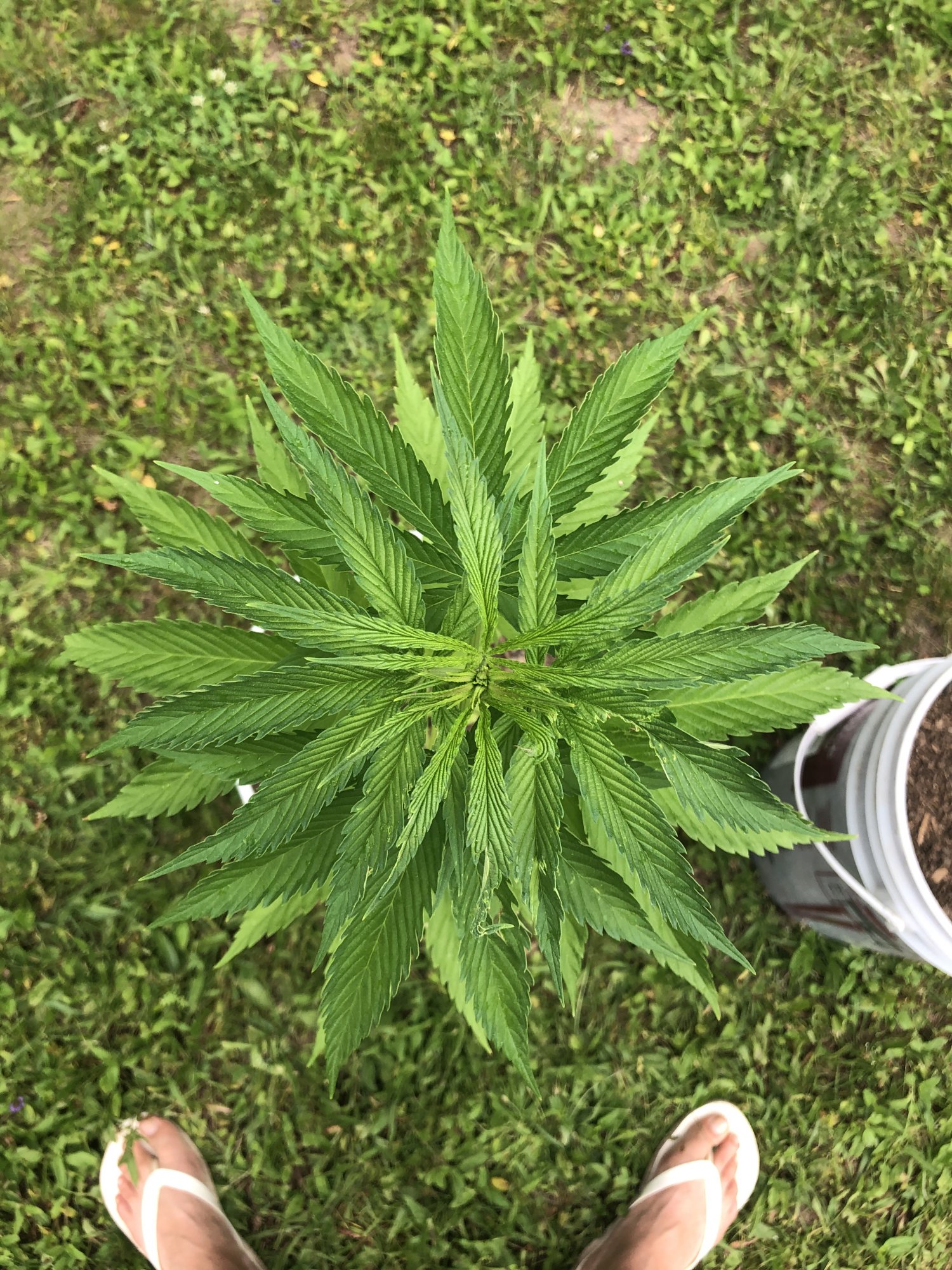 First time grower  help diagnosing please 16