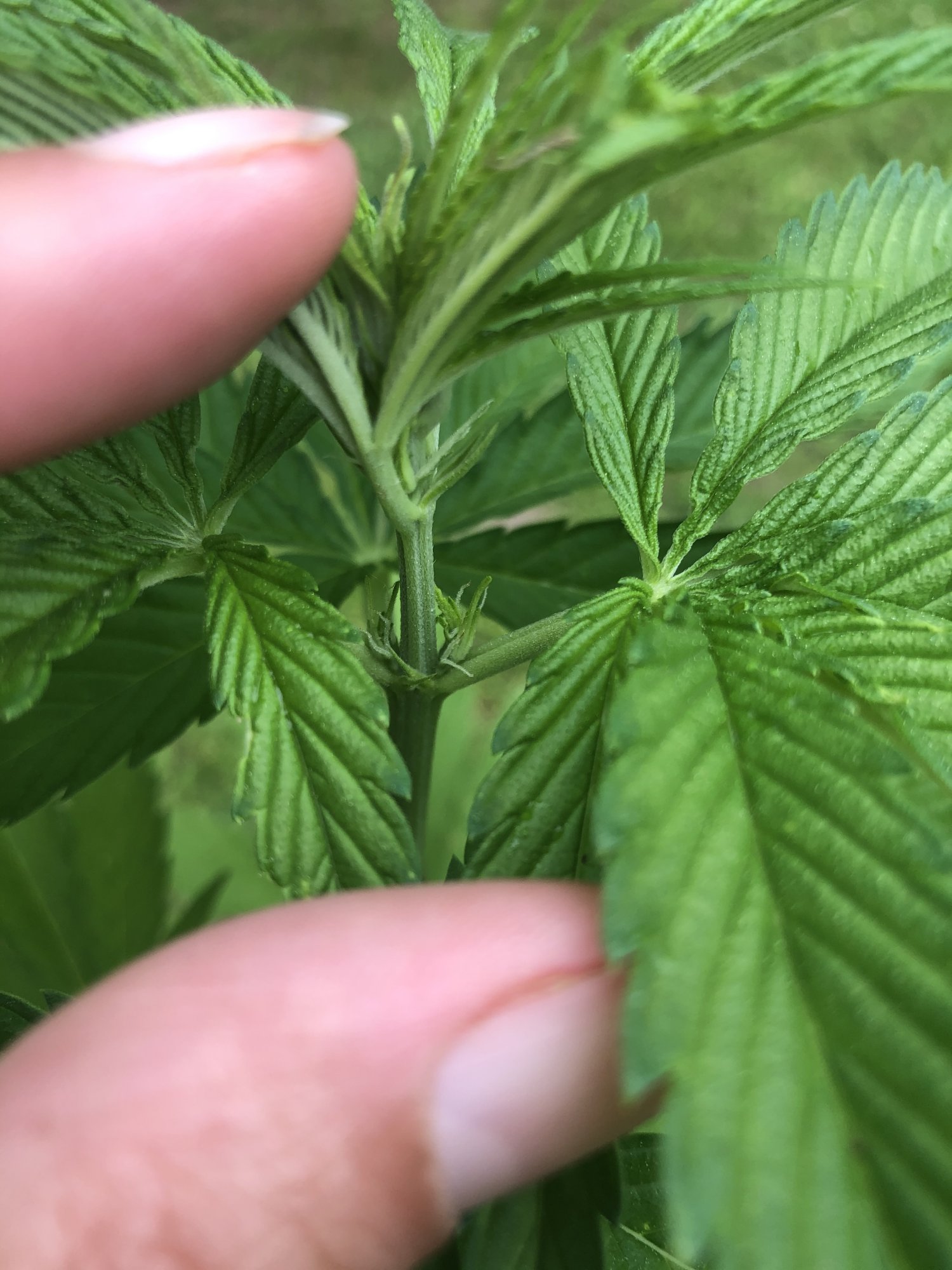 First time grower  help diagnosing please 17