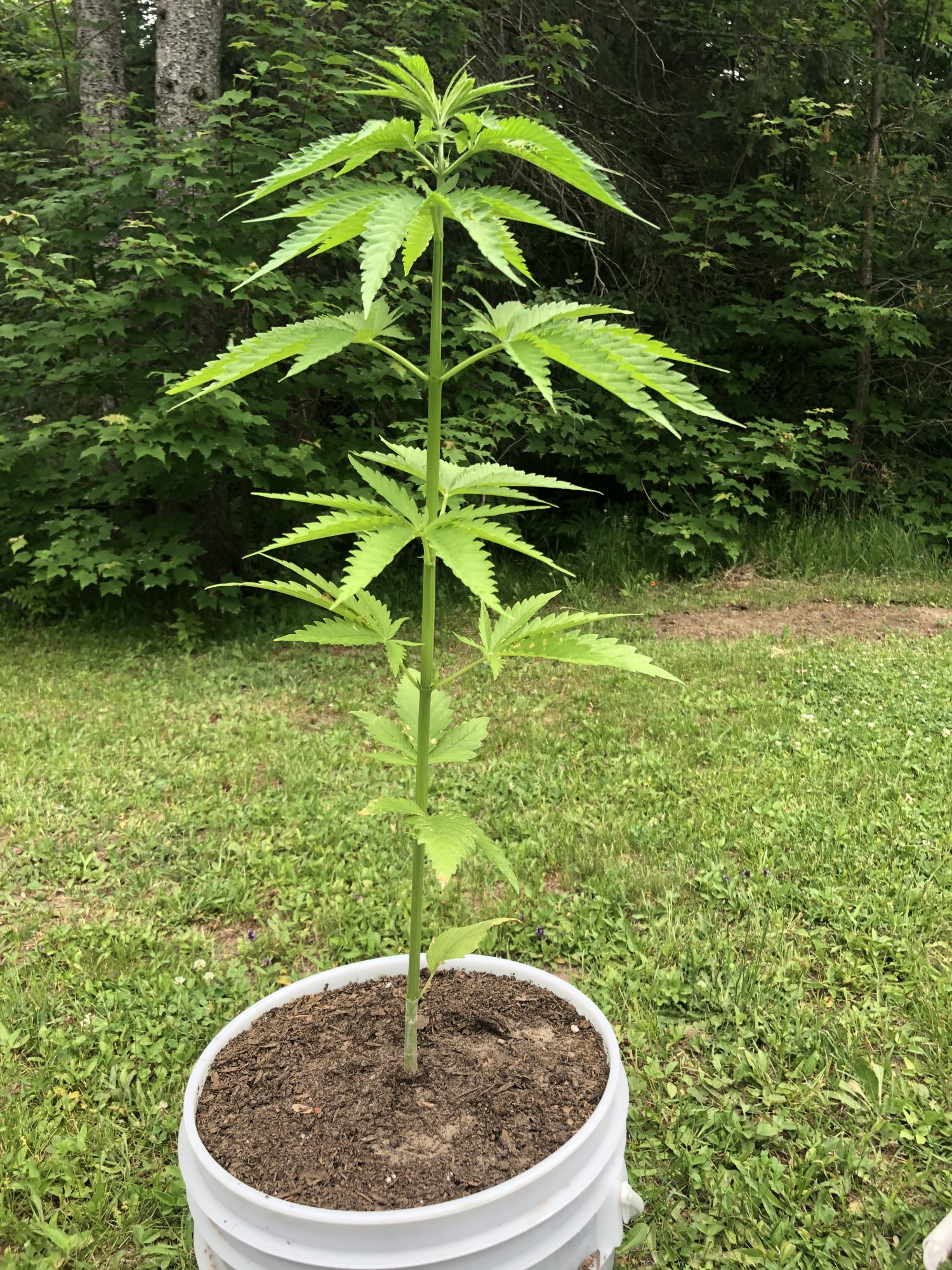 First time grower  help diagnosing please 18