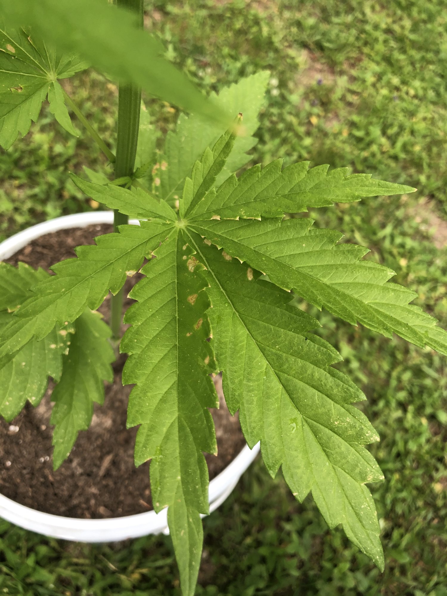 First time grower  help diagnosing please 19