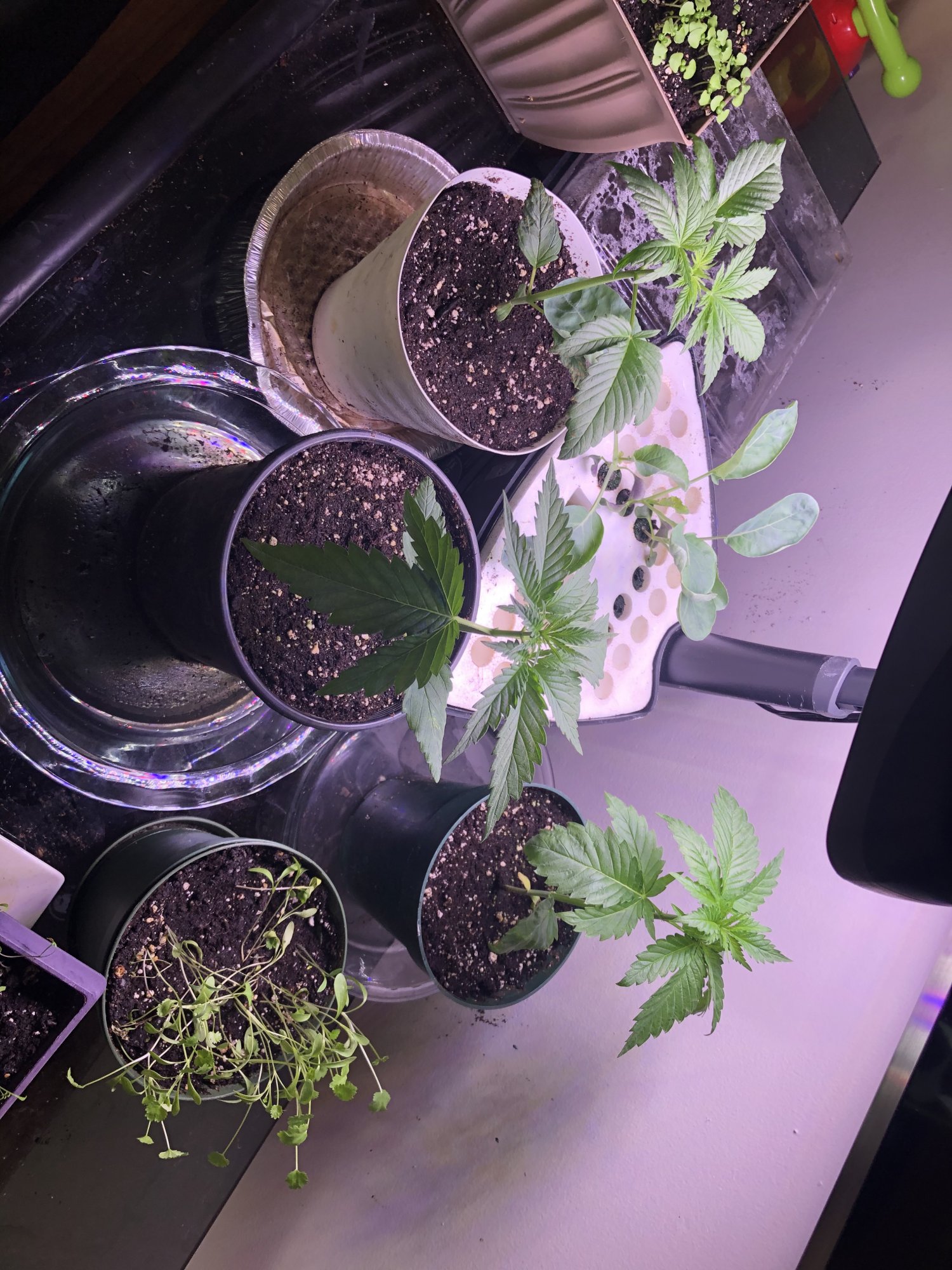 First time grower  help diagnosing please 2