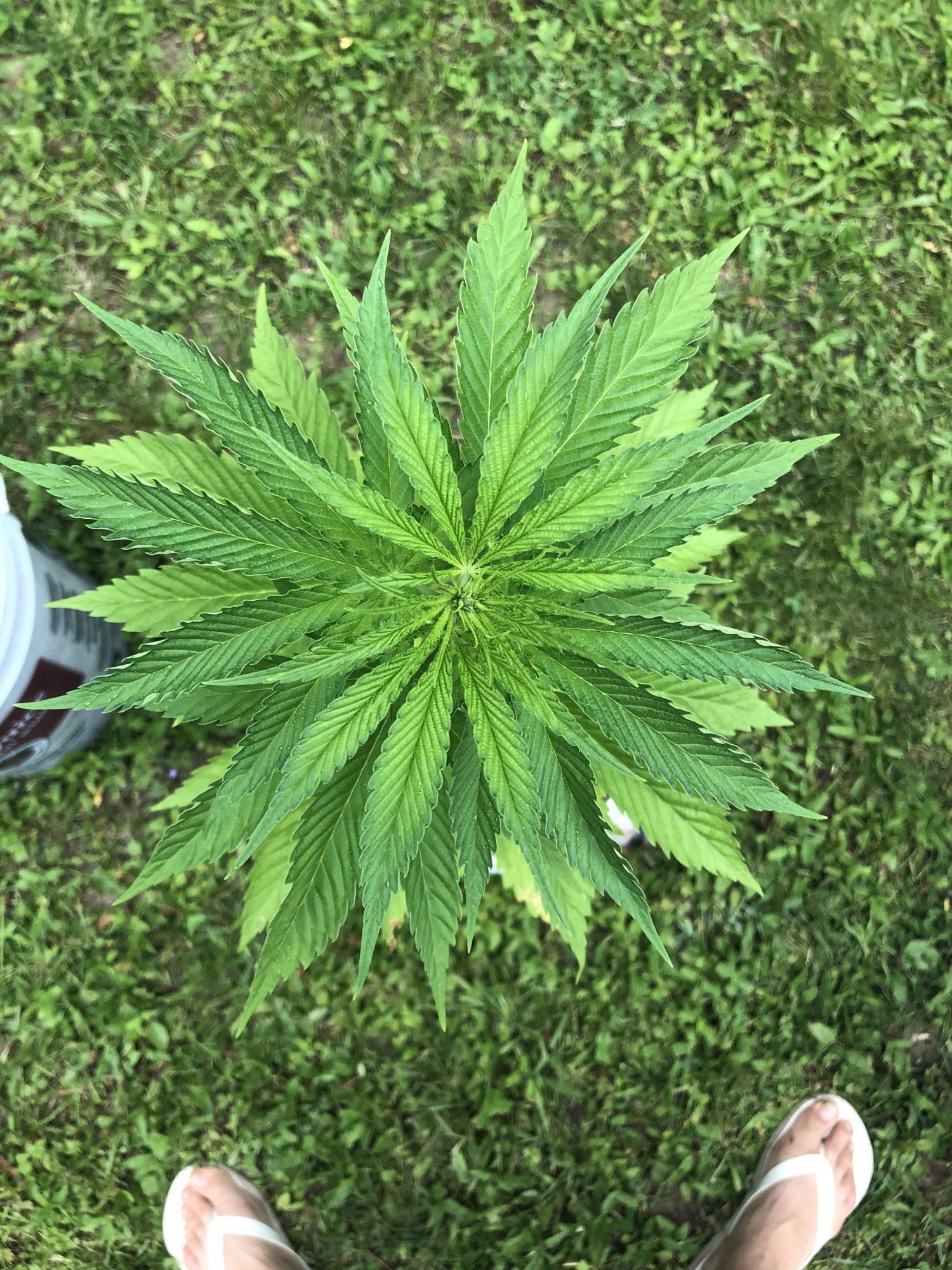 First time grower  help diagnosing please 5