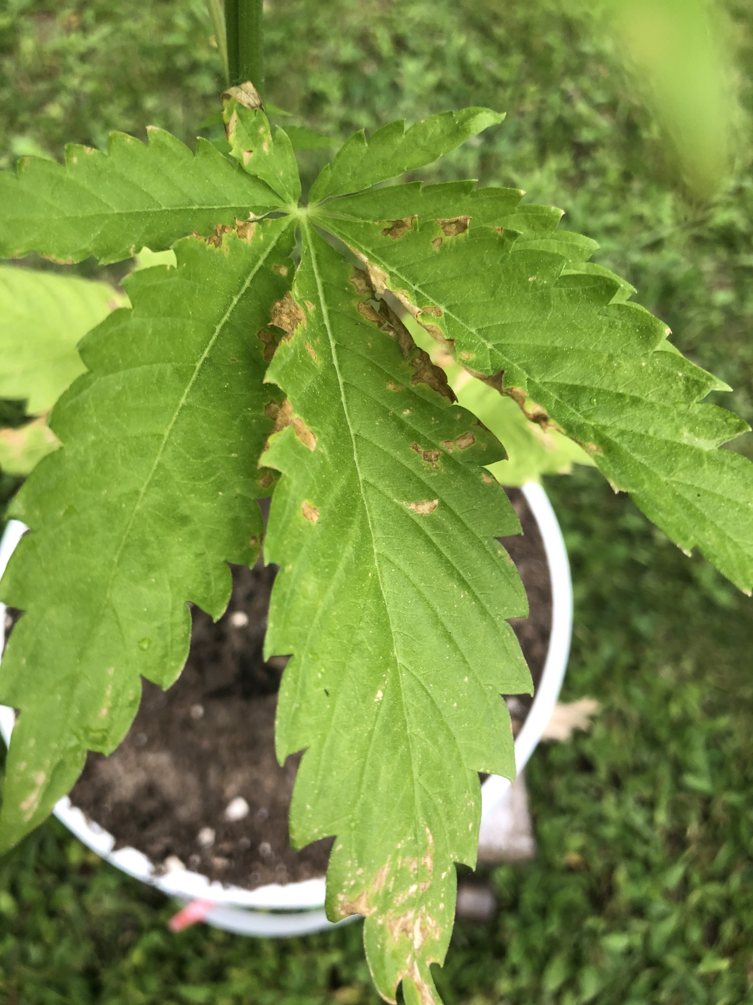 First time grower  help diagnosing please 8