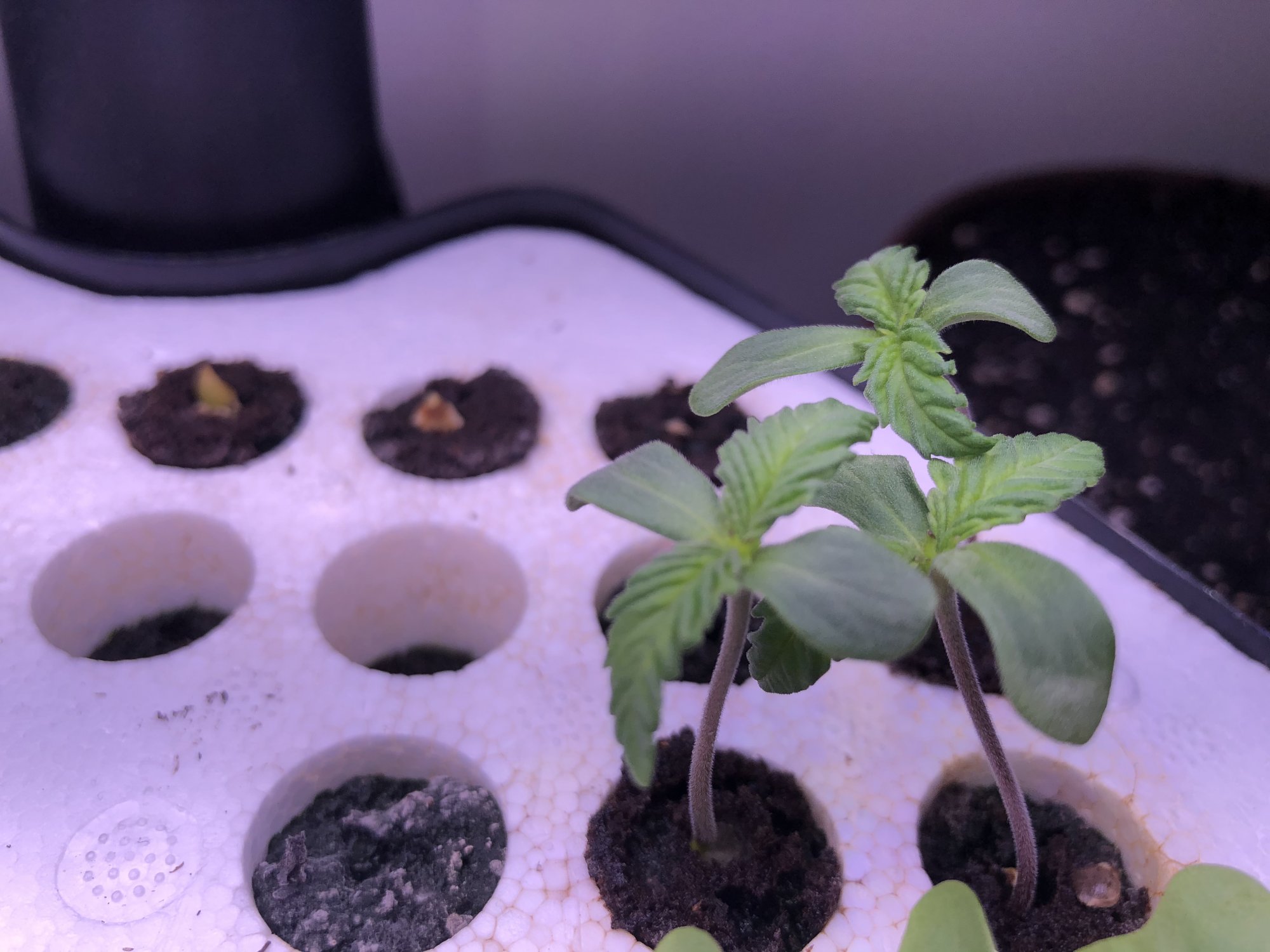 First time grower  help diagnosing please