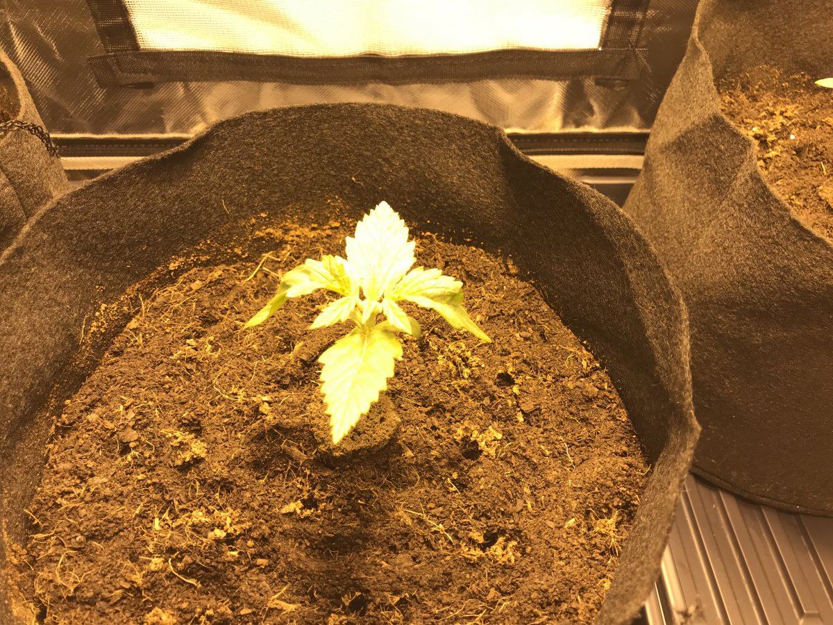 First time grower   help