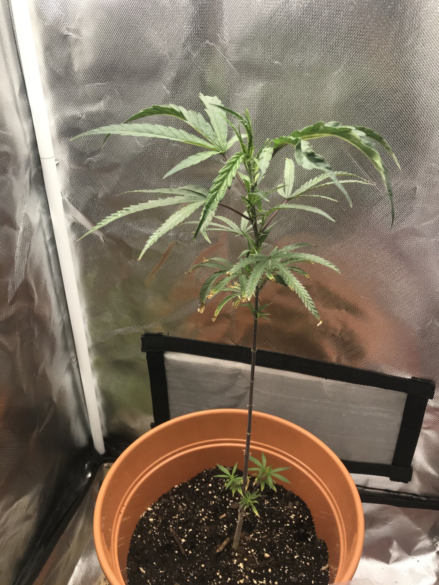 First time grower   help needed 2
