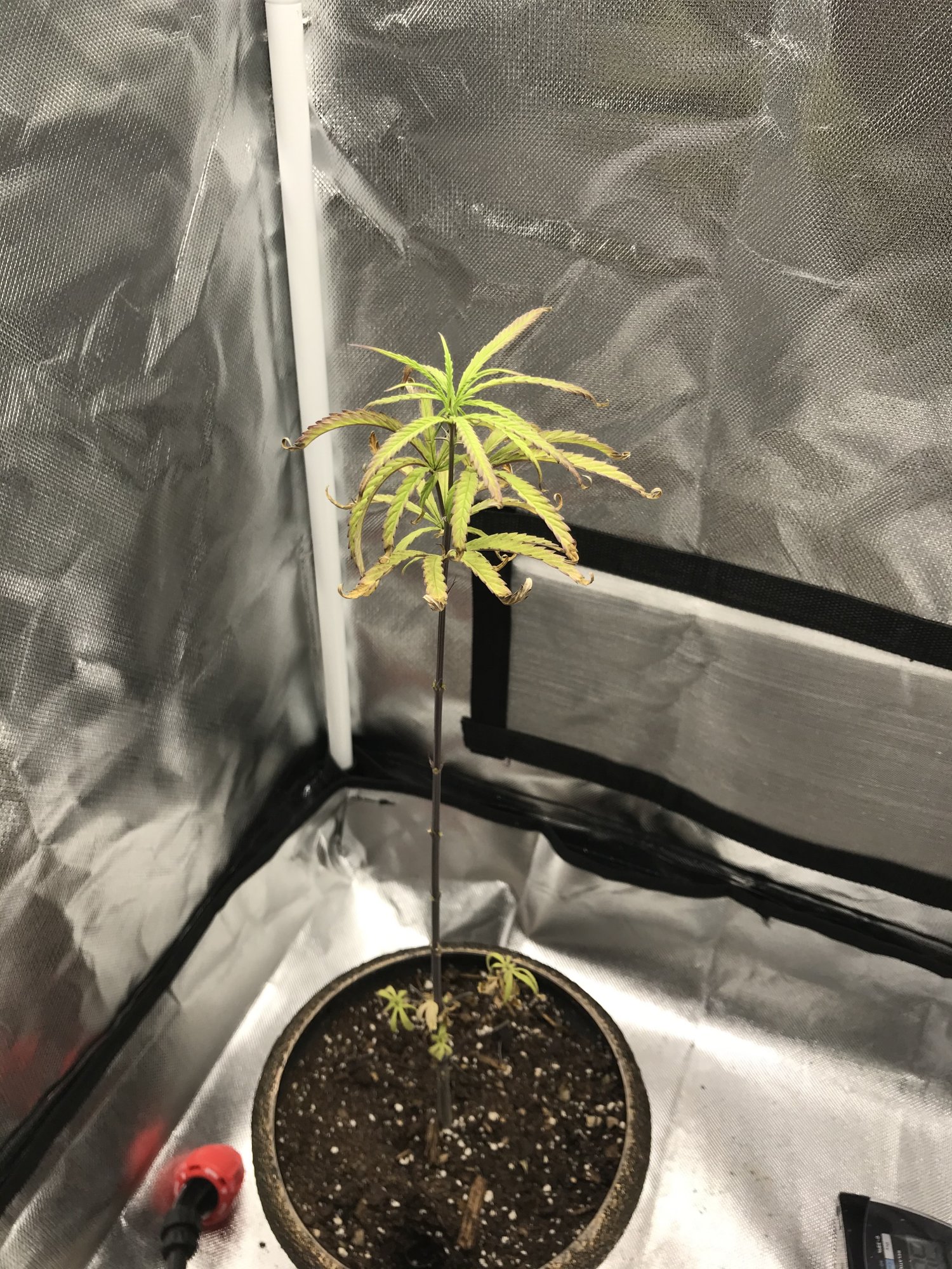 First time grower   help needed