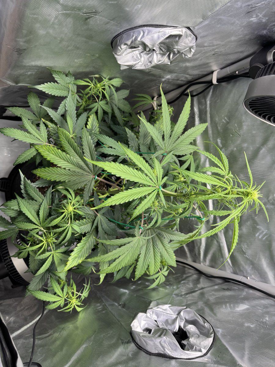 First time grower here noob needing some help please 3