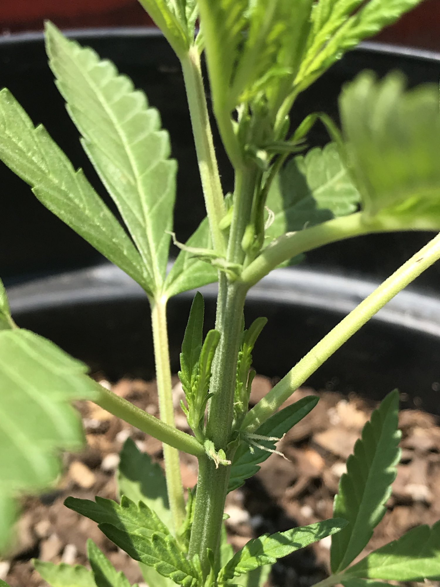 First time grower here outdoor plant preflowering in veg questions about feedingwatering 2