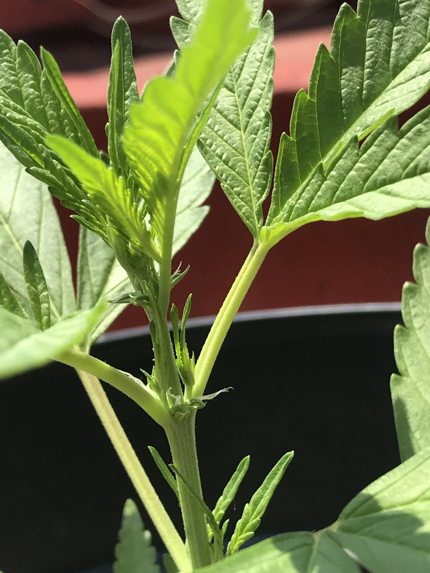 First time grower here outdoor plant preflowering in veg questions about feedingwatering 3