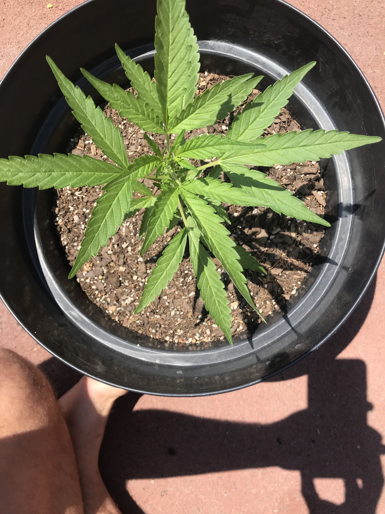 First time grower here outdoor plant preflowering in veg questions about feedingwatering