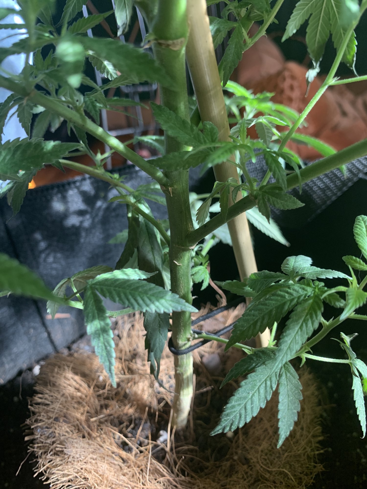 First time grower  i dont know whats happening 3