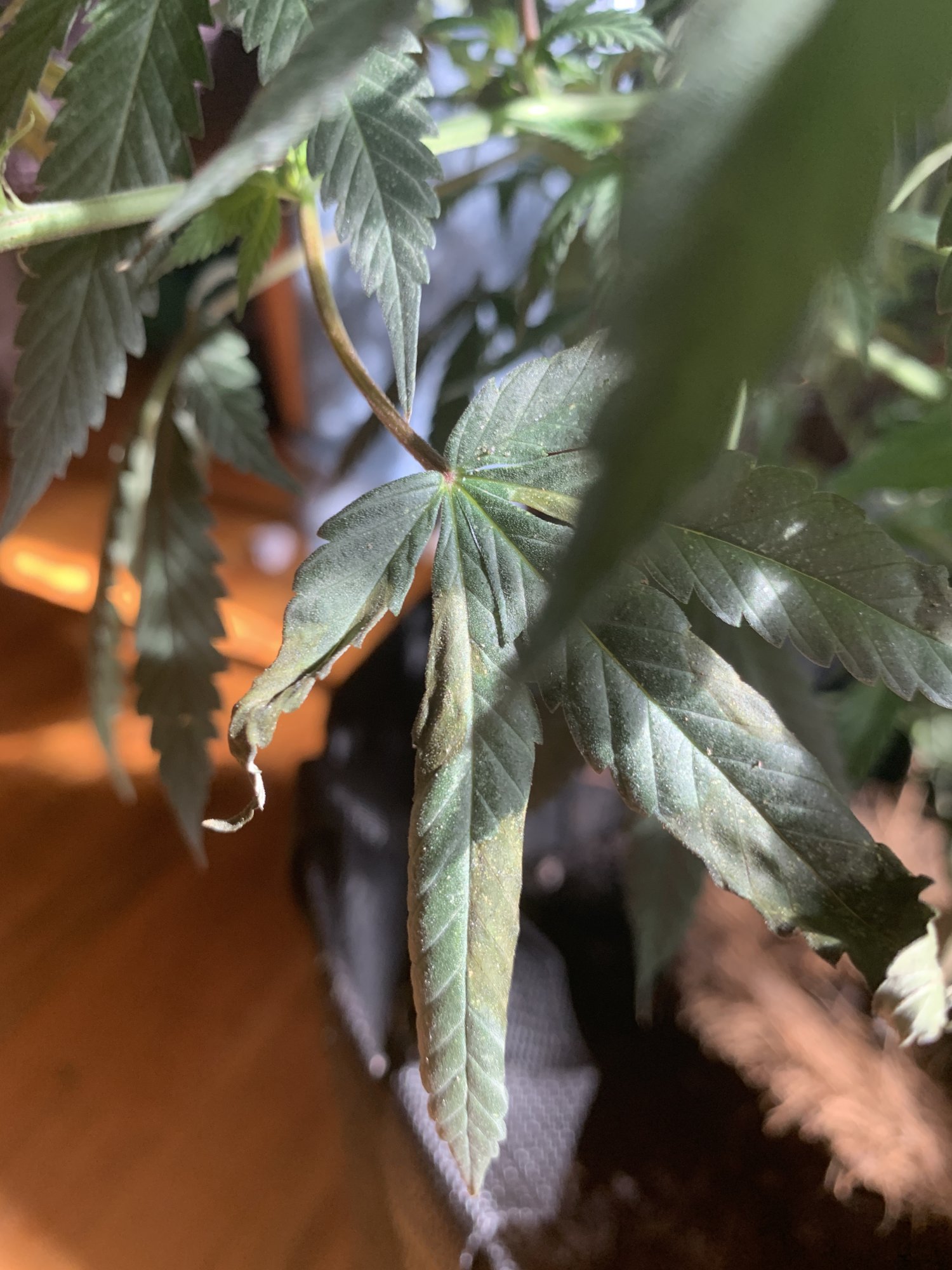 First time grower  i dont know whats happening 4