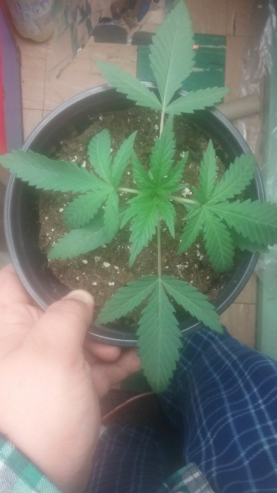First time grower i need help major help 2