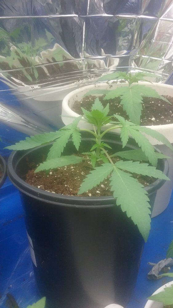 First time grower i need help major help