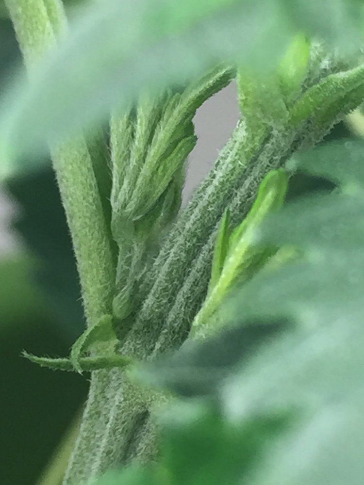 First time grower i think its a female