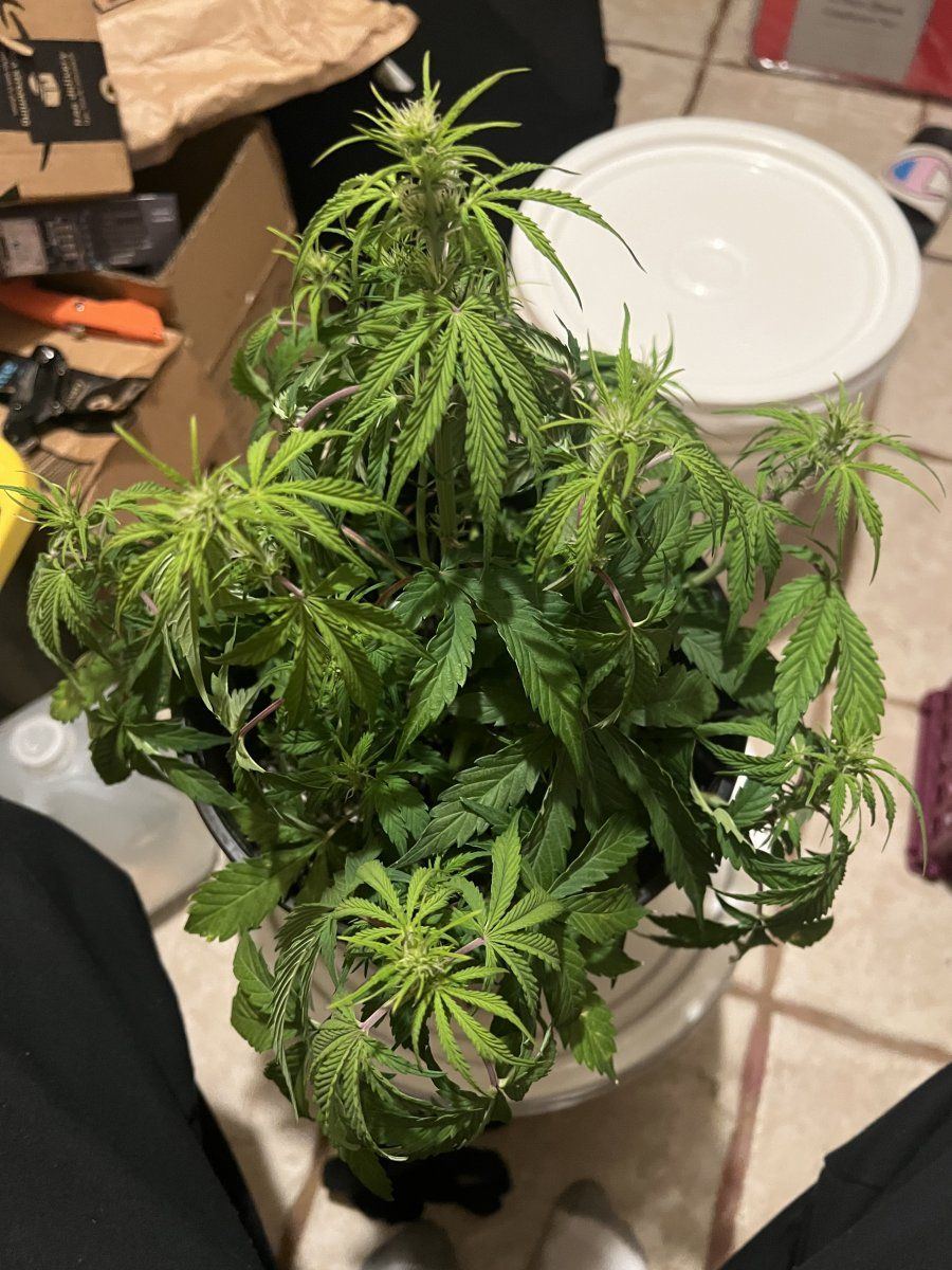 First time grower in coco i thought i was over watering it 4