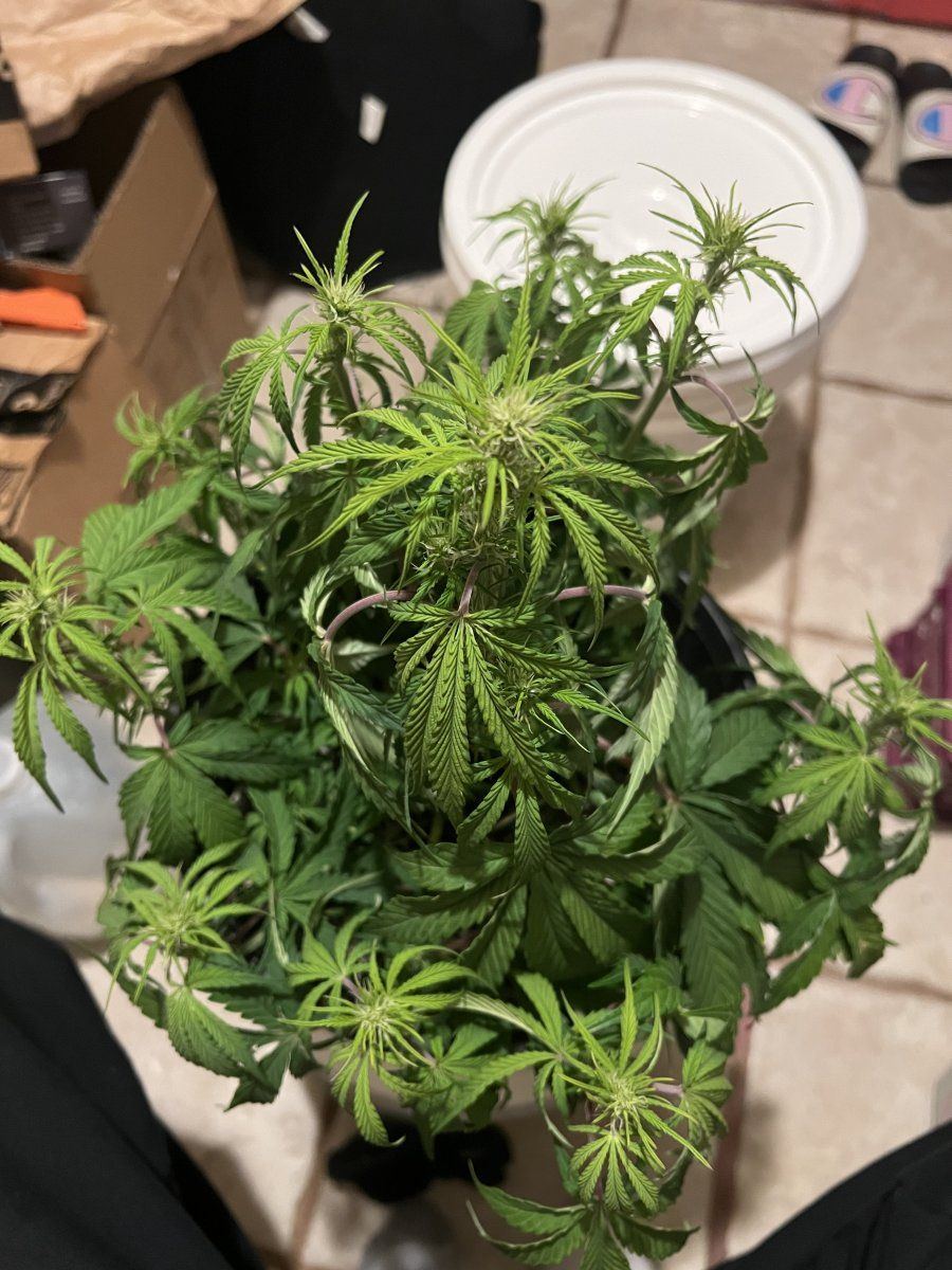 First time grower in coco i thought i was over watering it