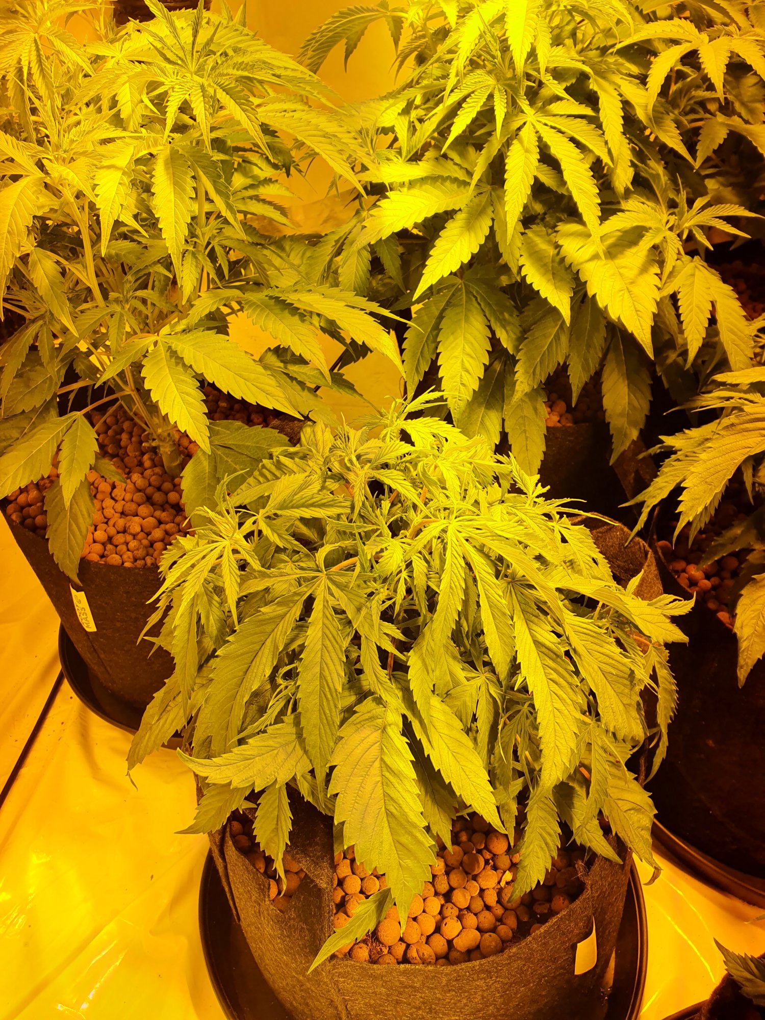 First time grower in coco