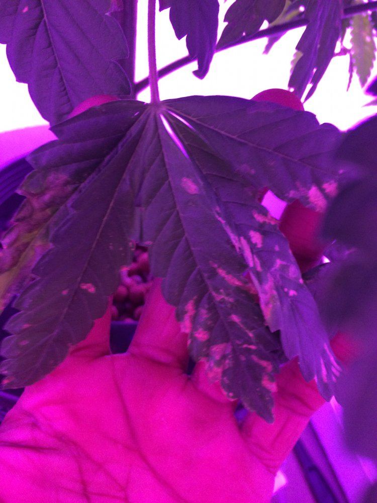 First time grower in hydro purple stems and discolored leaves 3