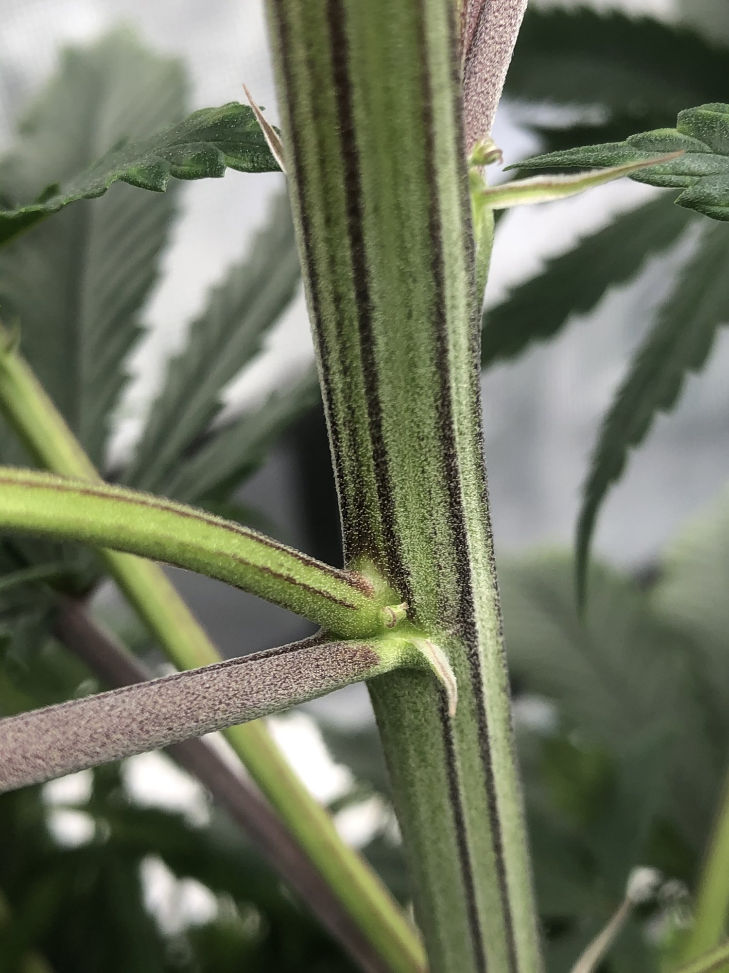 First time grower in need of help identifying genders 2