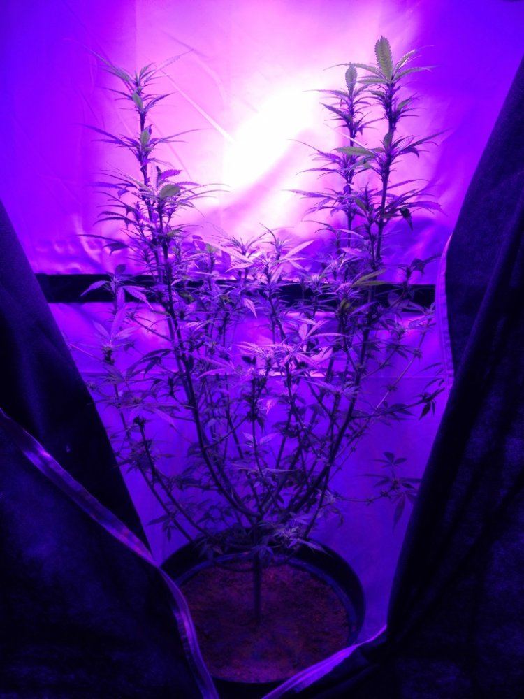 First time grower in need of reassurance 2