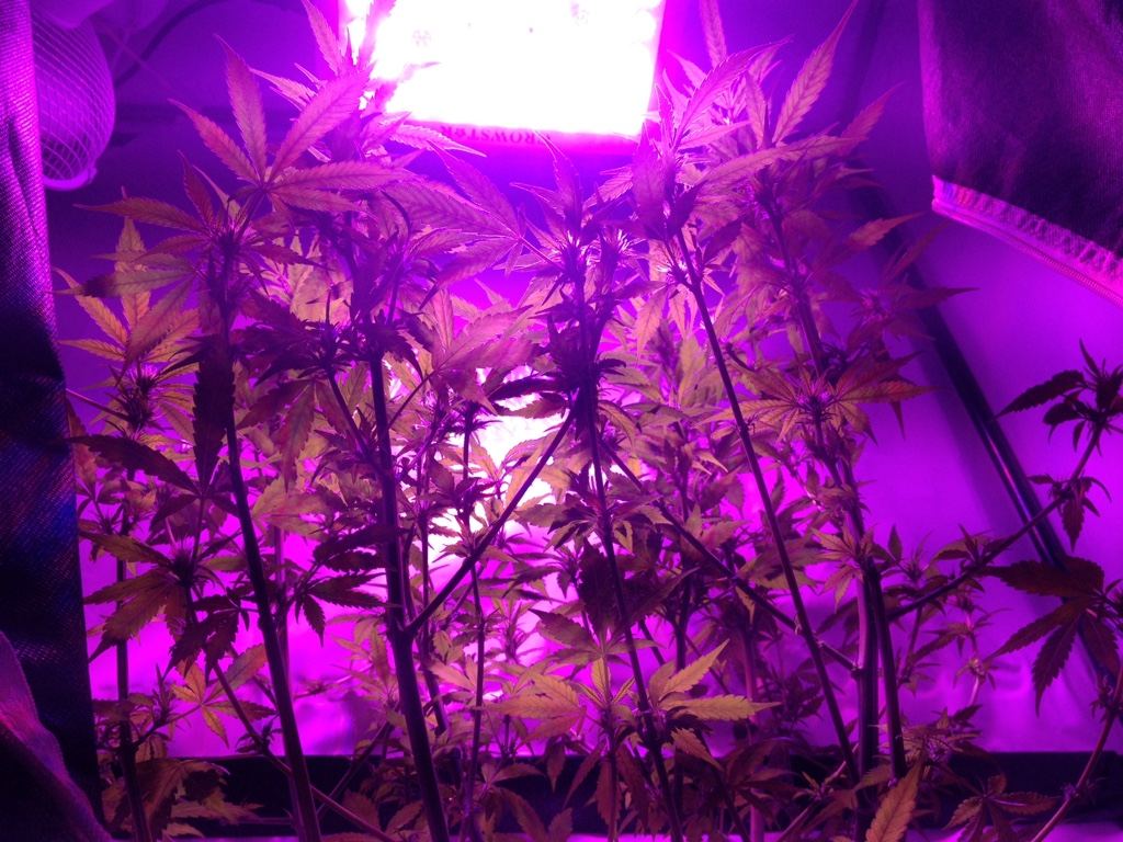 First time grower in need of reassurance 3