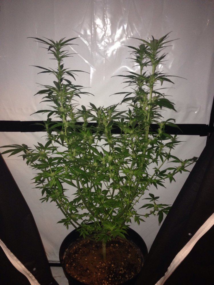 First time grower in need of reassurance 6