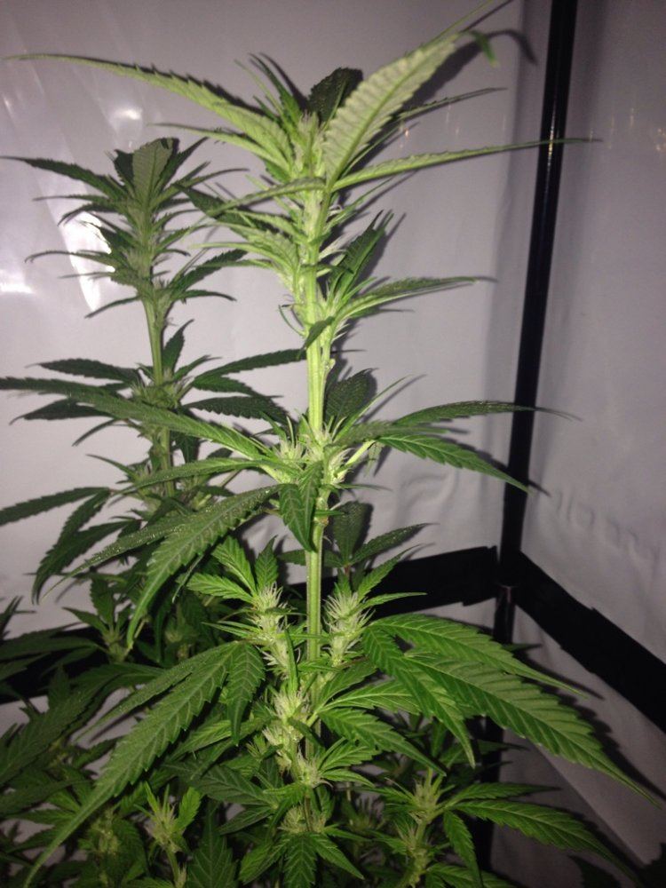 First time grower in need of reassurance 8