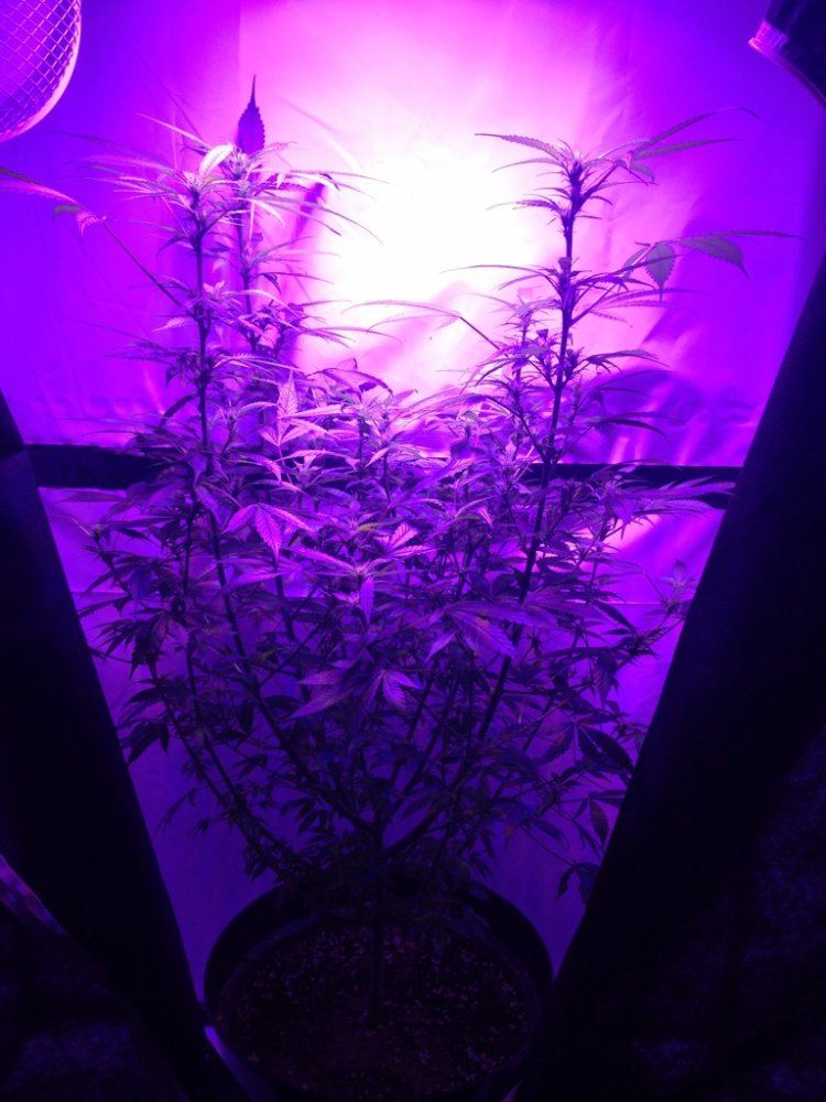 First time grower in need of reassurance