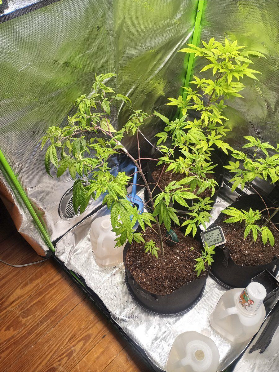 First time grower   indoors need helpadvice many pictures 10