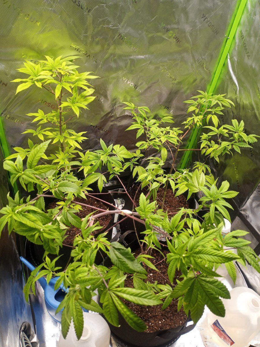 First time grower   indoors need helpadvice many pictures 11
