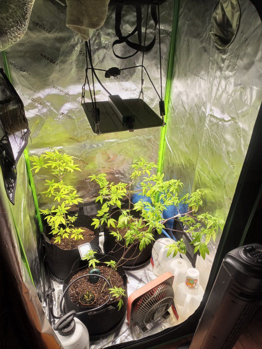 First time grower   indoors need helpadvice many pictures 12