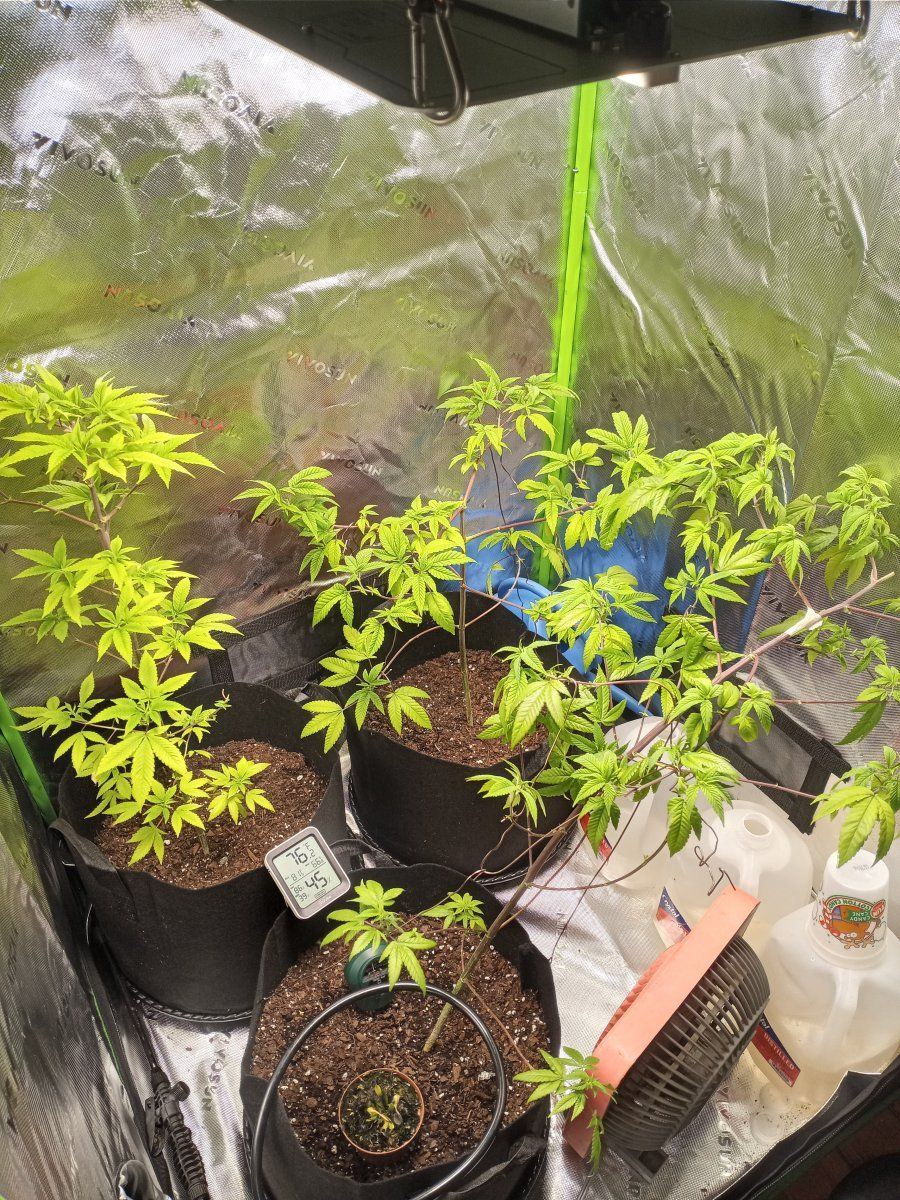 First time grower   indoors need helpadvice many pictures 14