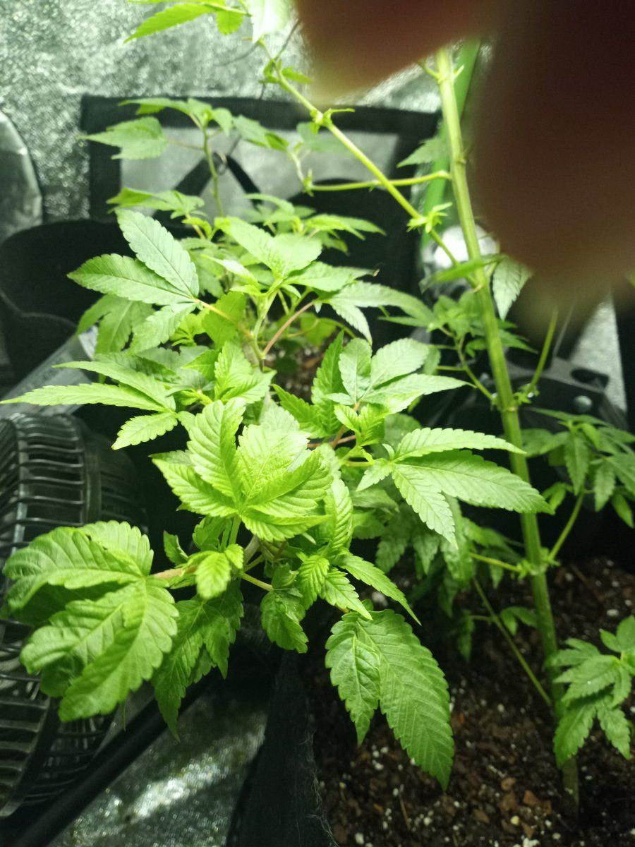 First time grower   indoors need helpadvice many pictures 16