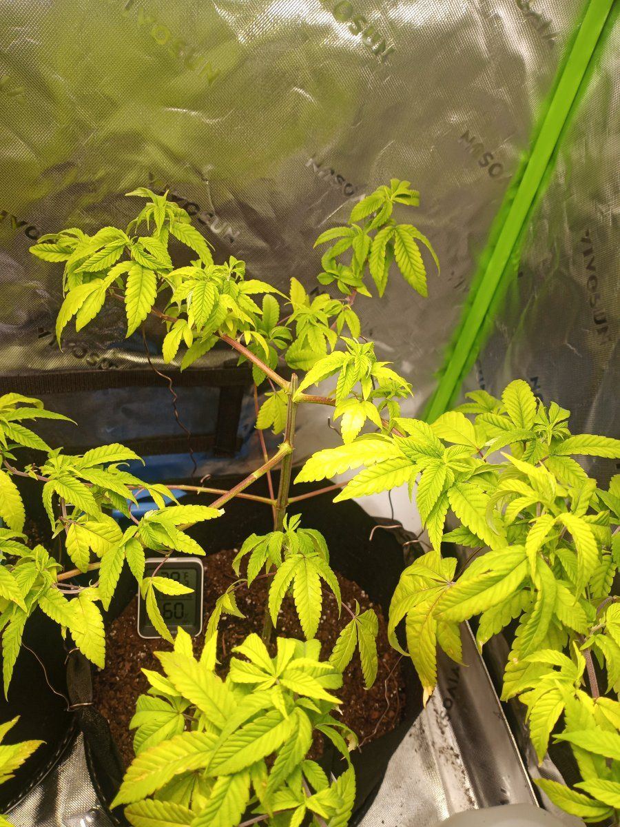 First time grower   indoors need helpadvice many pictures 17