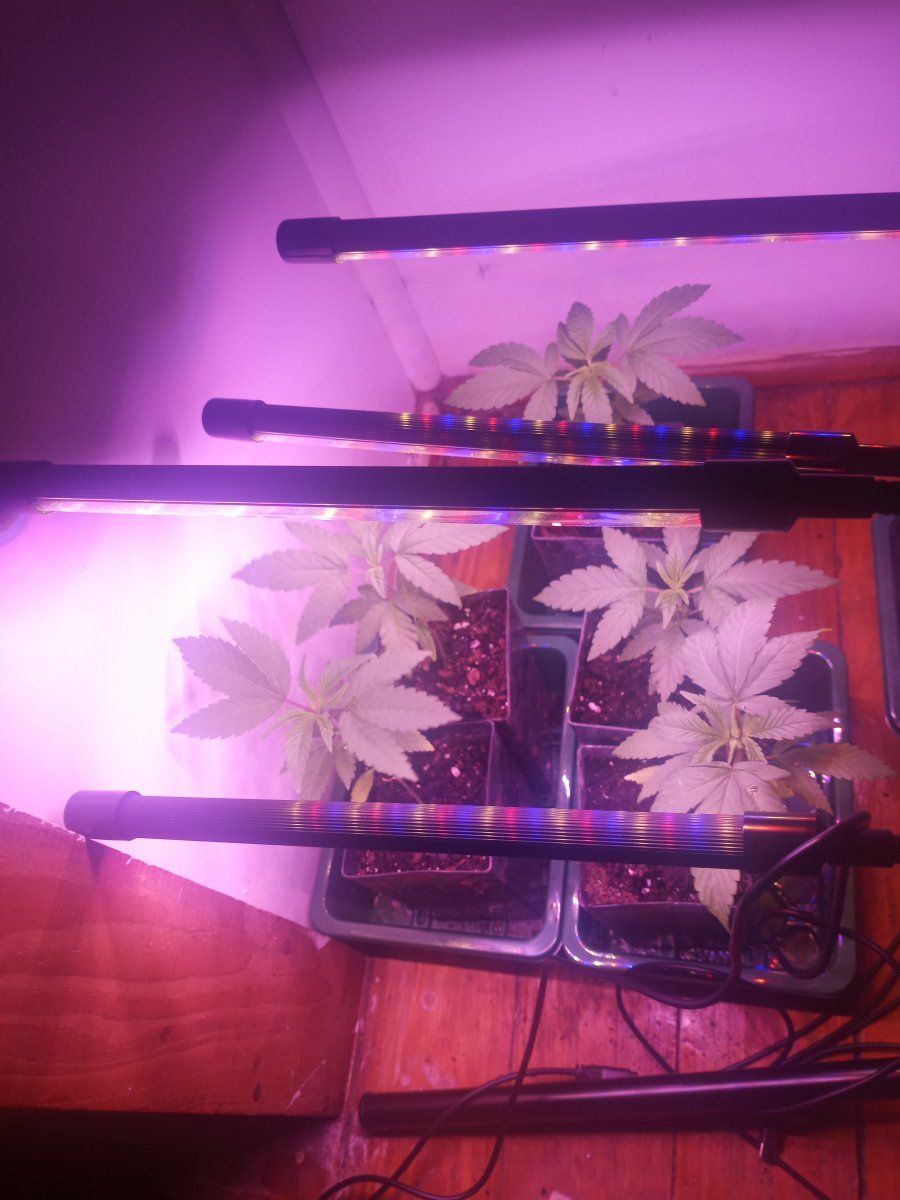 First time grower   indoors need helpadvice many pictures 2
