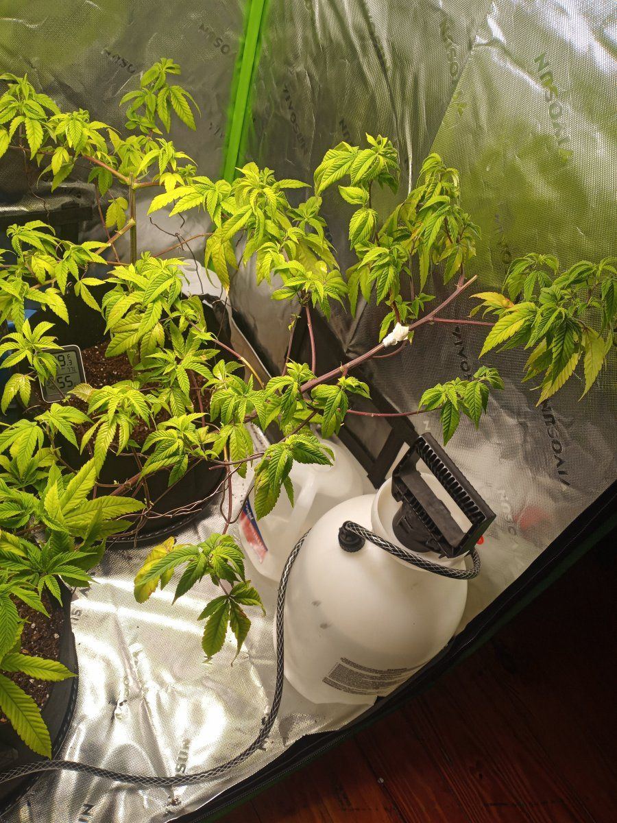 First time grower   indoors need helpadvice many pictures 20