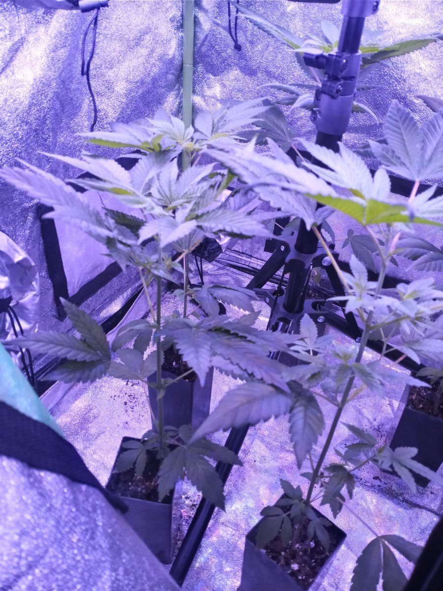First time grower   indoors need helpadvice many pictures 3