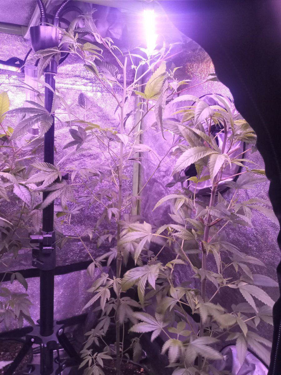 First time grower   indoors need helpadvice many pictures 4